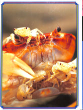 画像をギャラリービューアに読み込む, オルビス学習科学図鑑 全8巻セット (学習研究社)