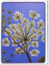 画像をギャラリービューアに読み込む, オルビス学習科学図鑑 全8巻セット (学習研究社)