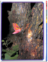 画像をギャラリービューアに読み込む, オルビス学習科学図鑑 全8巻セット (学習研究社)