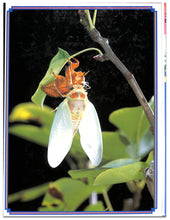 画像をギャラリービューアに読み込む, オルビス学習科学図鑑 全8巻セット (学習研究社)