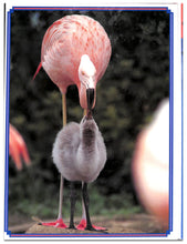 画像をギャラリービューアに読み込む, オルビス学習科学図鑑 全8巻セット (学習研究社)