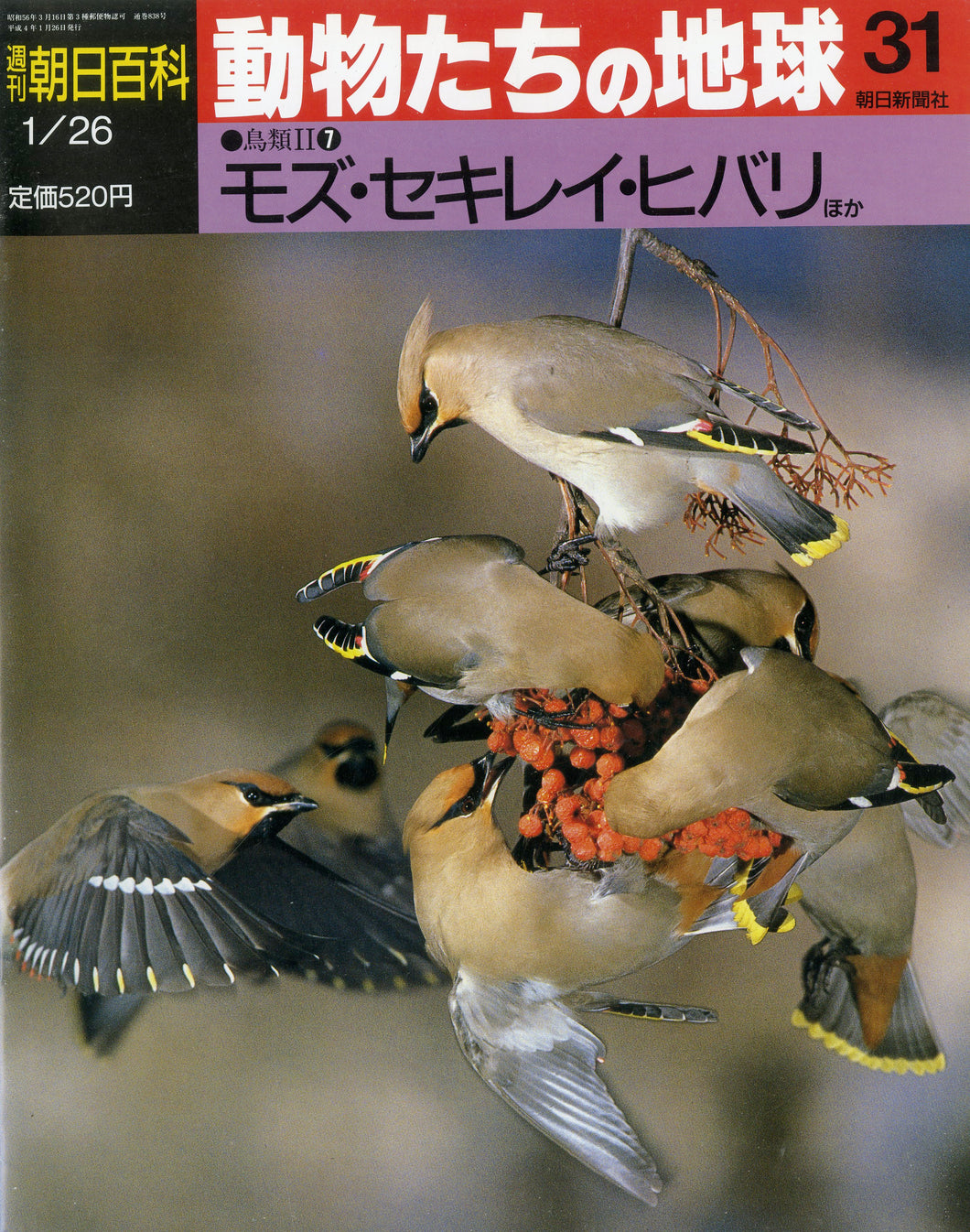 週刊 朝日百科 動物たちの地球31 鳥類Ⅱ 7 モズ・セキレイ・ヒバリ