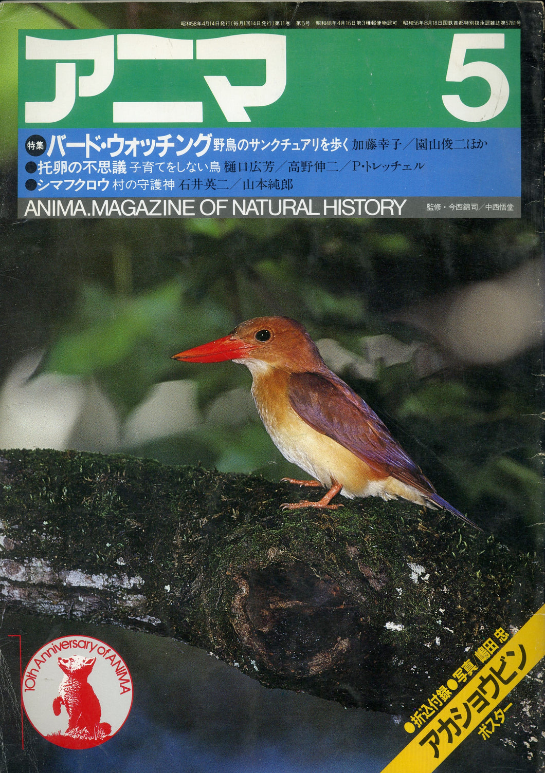 アニマ 1983年5月号 特集:バード・ウォッチング 野鳥のサンクチュアリを歩く