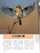 画像をギャラリービューアに読み込む, 週刊 朝日百科 動物たちの地球31 鳥類Ⅱ 7 モズ・セキレイ・ヒバリ
