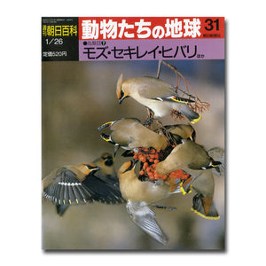 週刊 朝日百科 動物たちの地球31 鳥類Ⅱ 7 モズ・セキレイ・ヒバリ